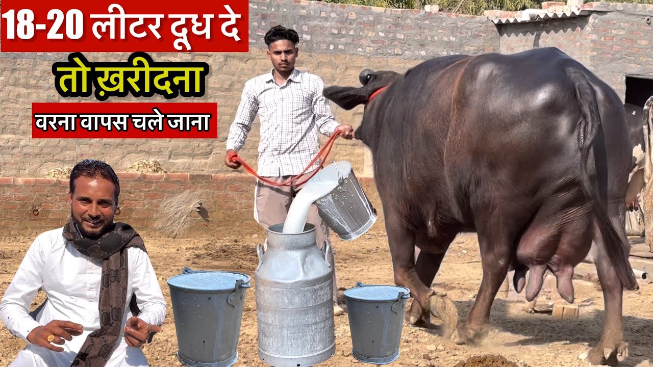 जितना दूध बोला है उतना दे तो ले जाना,वरना वापस चले जाना 🤷‍♀️#dairyfarm 