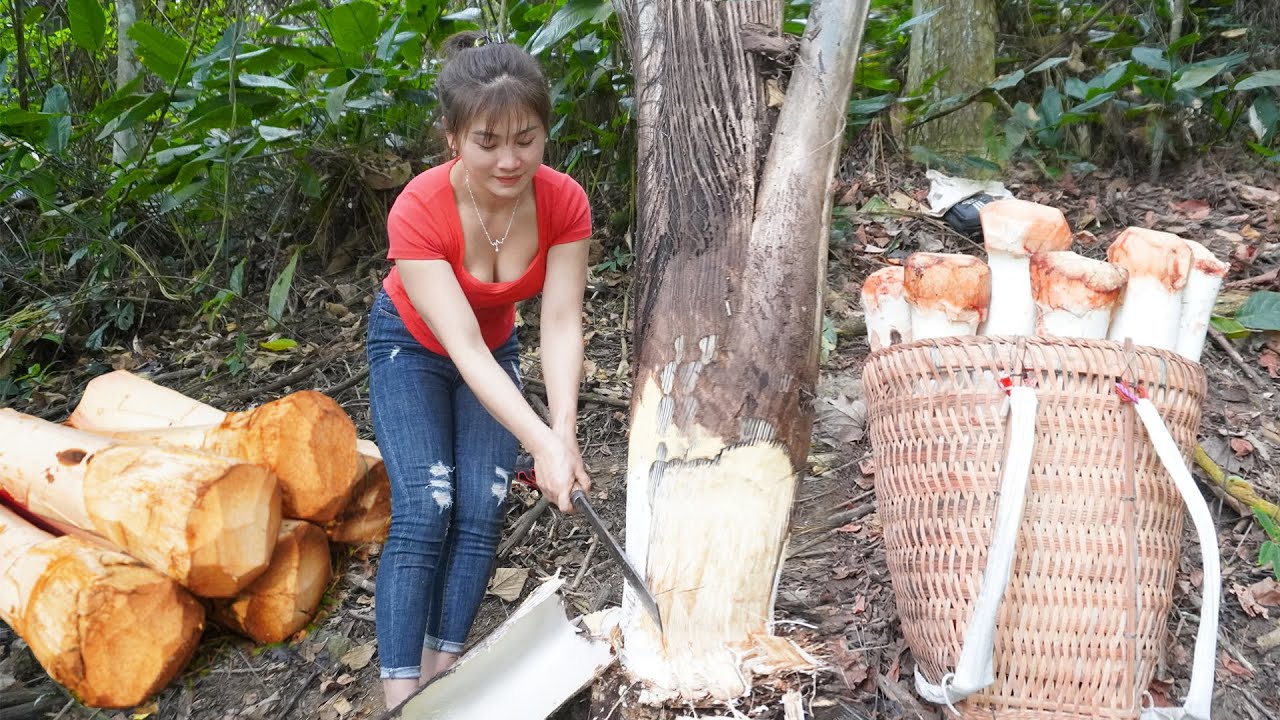 Harvesting Wild Coconut Tubers Goes To  Village Market Sell - Farm Life | My Bushcraft