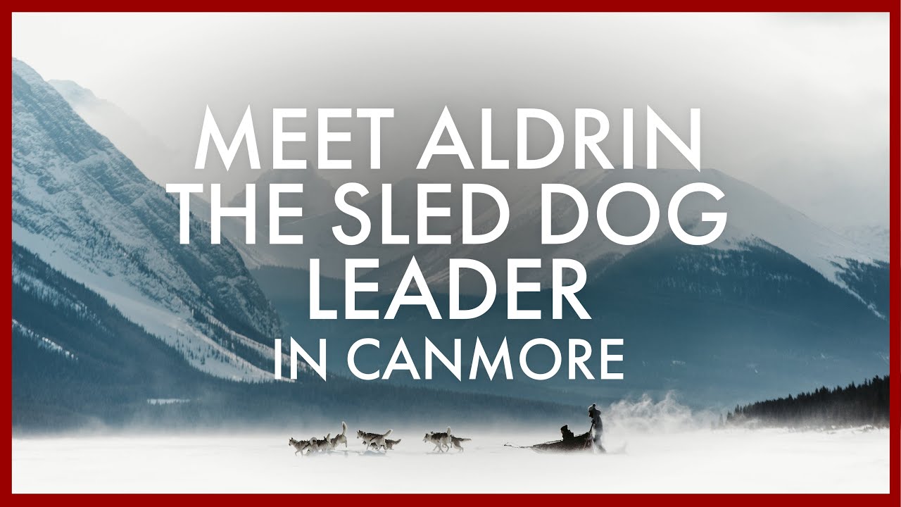 Meet Aldrin, the Sled Dog Leader in Canmore, Alberta