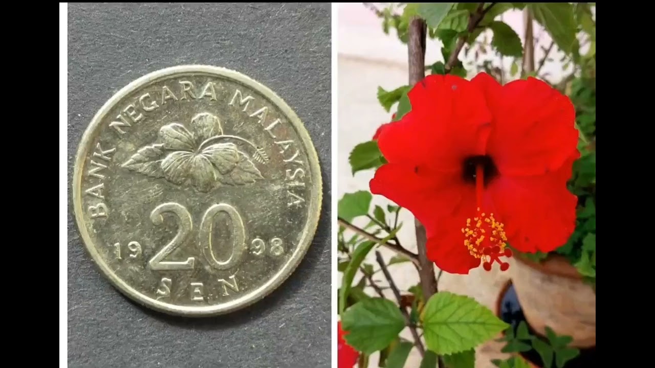 20 sen Malaysian coin with hibiscus flower #hibiscus #malaysia #coincollecting #coin #hobby