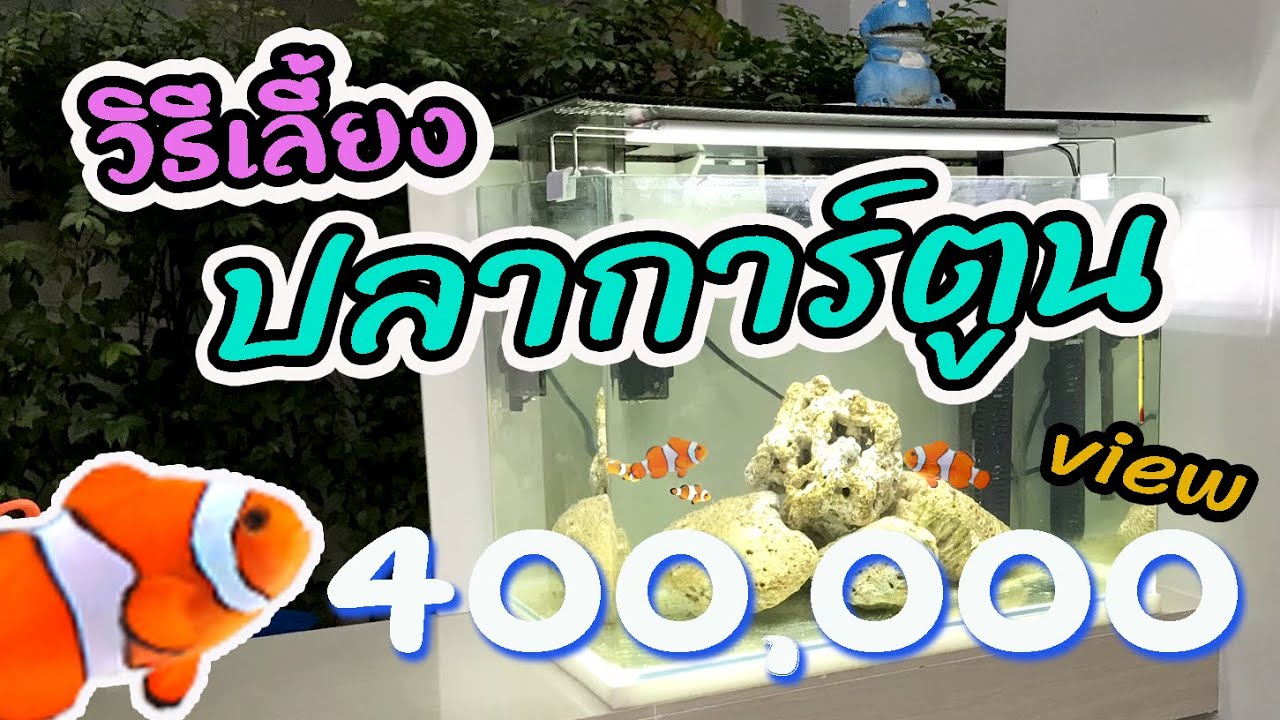 วิธีเลี้ยงปลาการ์ตูน  สำหรับมือใหม่  คลิ๊ปเดียวจบครบทุกขั้นตอน