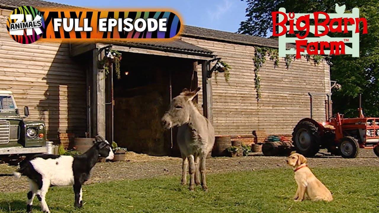 Big Barn Farm | Season 1, Episode 16 | Hide and Seek