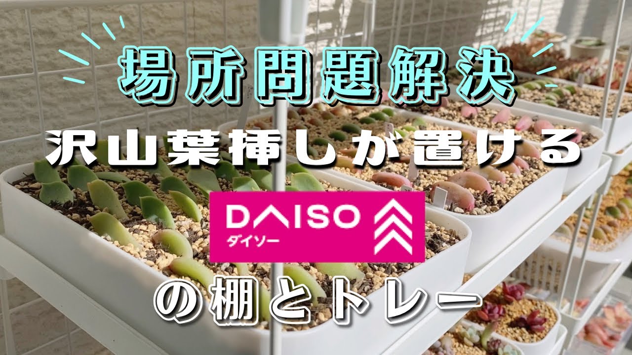 【 場所問題解決 】DIYした100均棚とトレーで沢山、葉挿しを置けます【 多肉植物 / エケベリア 】