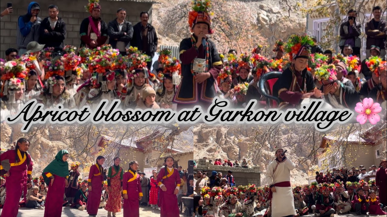 APRICOT BLOSSOM AT GARKON VILLAGE 🌸🌸🌸#kargil #ladakh#bloosom #preserveculture #ladakhivloger