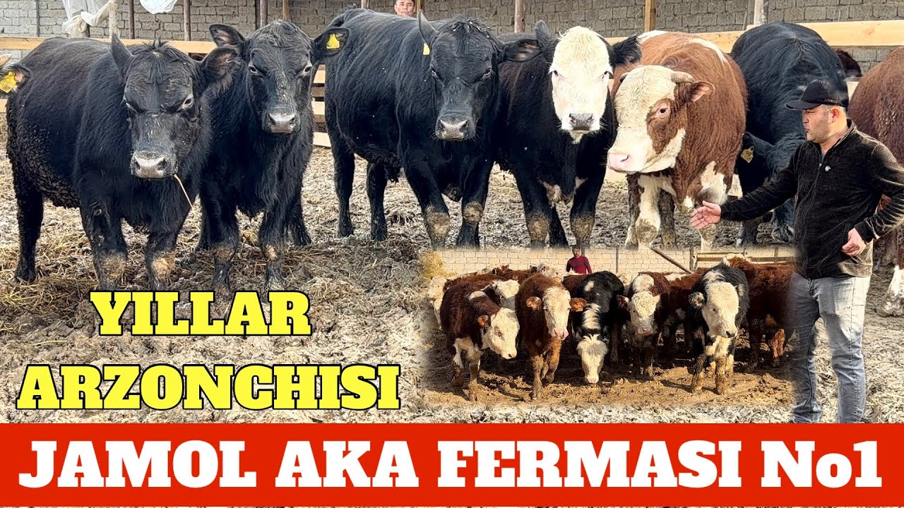 JAMOL AKA YILLAR ARZONCHISI ABERDIN ANGUS GREFORD NARXLARI TEKIN BO’LIB KETTI