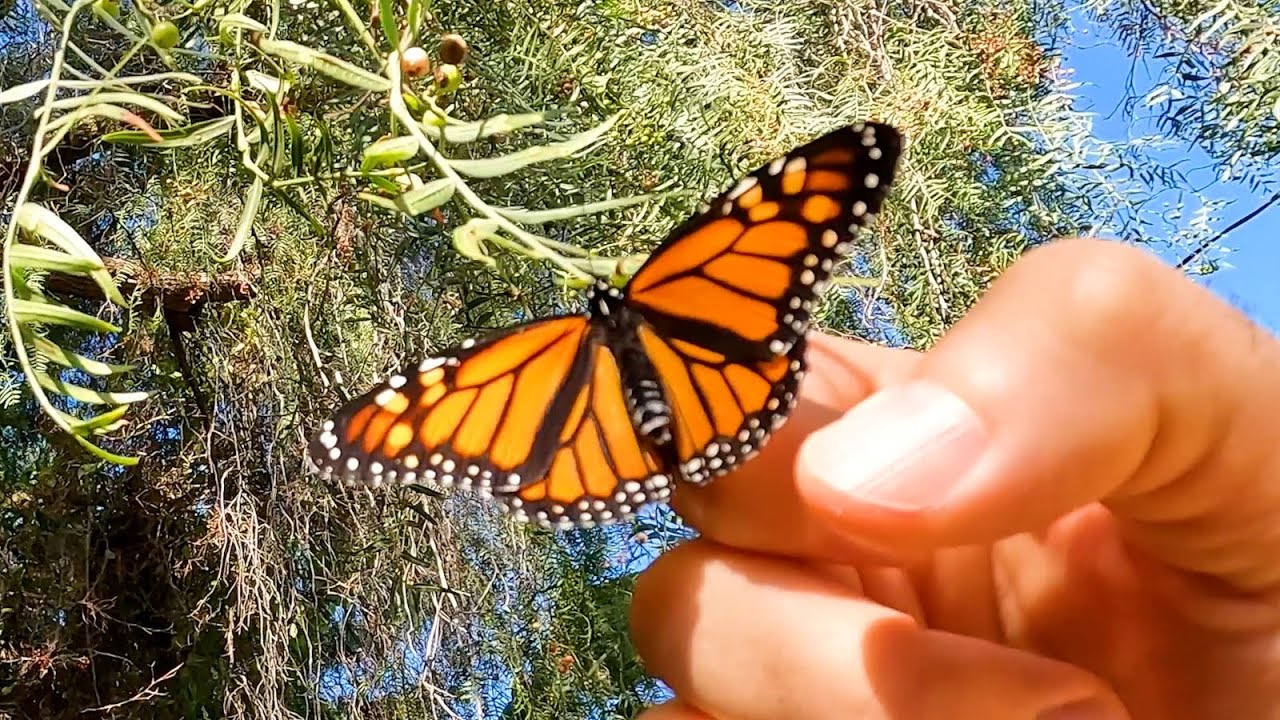 Santa brought a special gift this Christmas 🎅🎄🦋