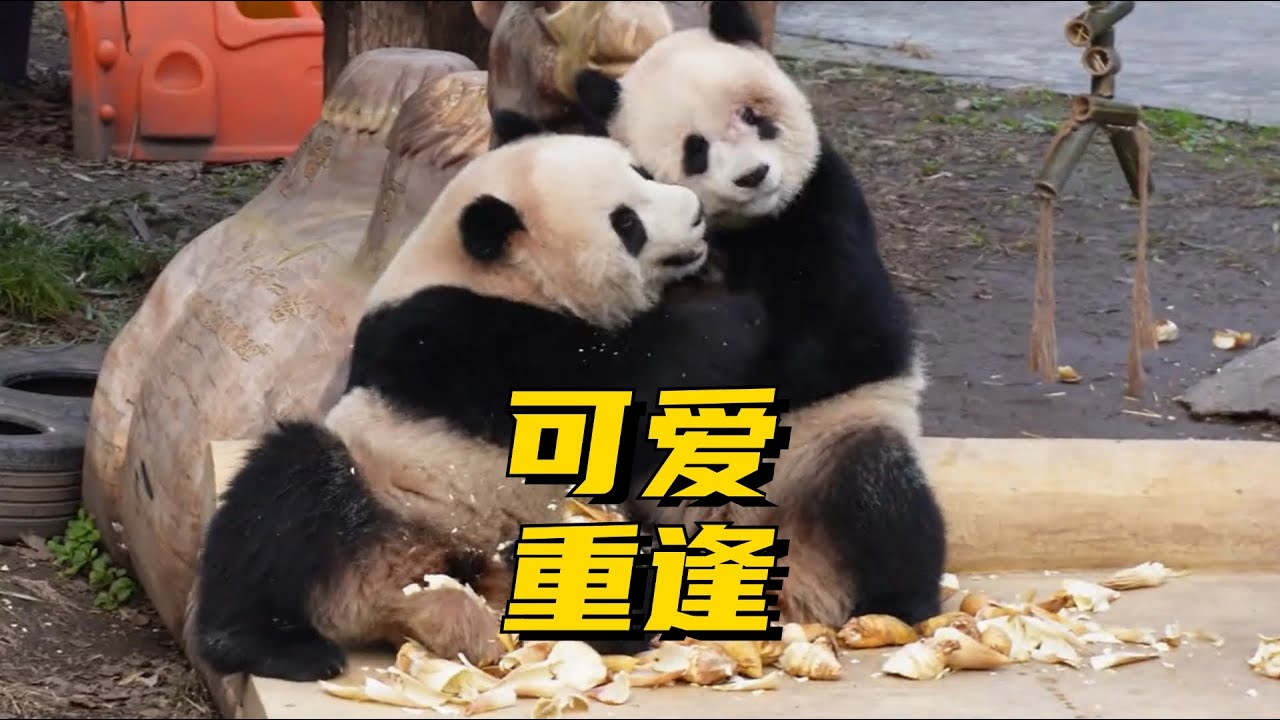 短暂的分别后，渝可渝爱又再次相见了