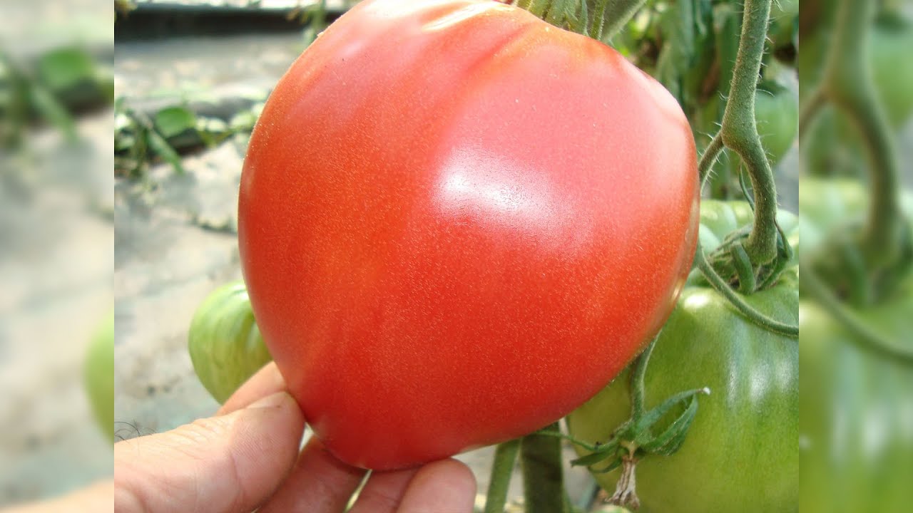 Tomate vis roz uriașe și gustoase