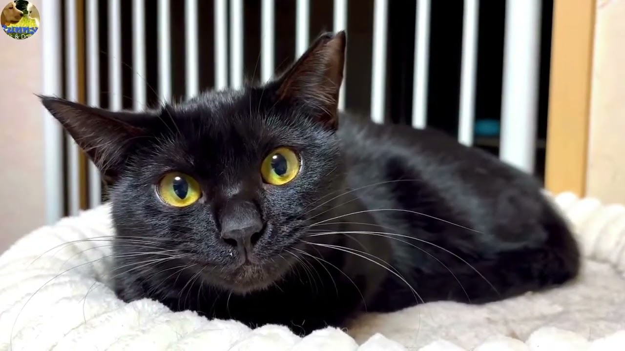 Copy of funny videos about cats and dogs