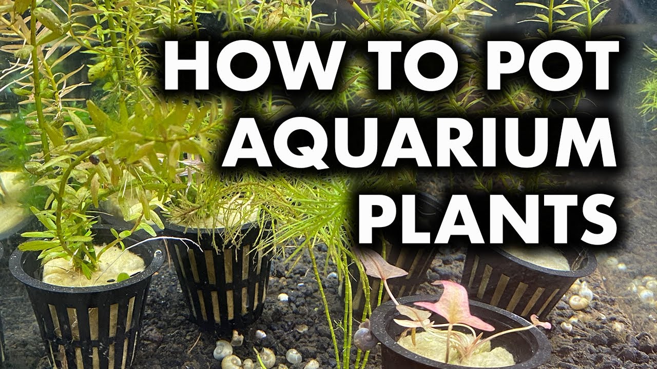 *HOW TO* POT AQUATIC PLANTS FOR SHIPPING *Question from @aquaticmonkeybusiness