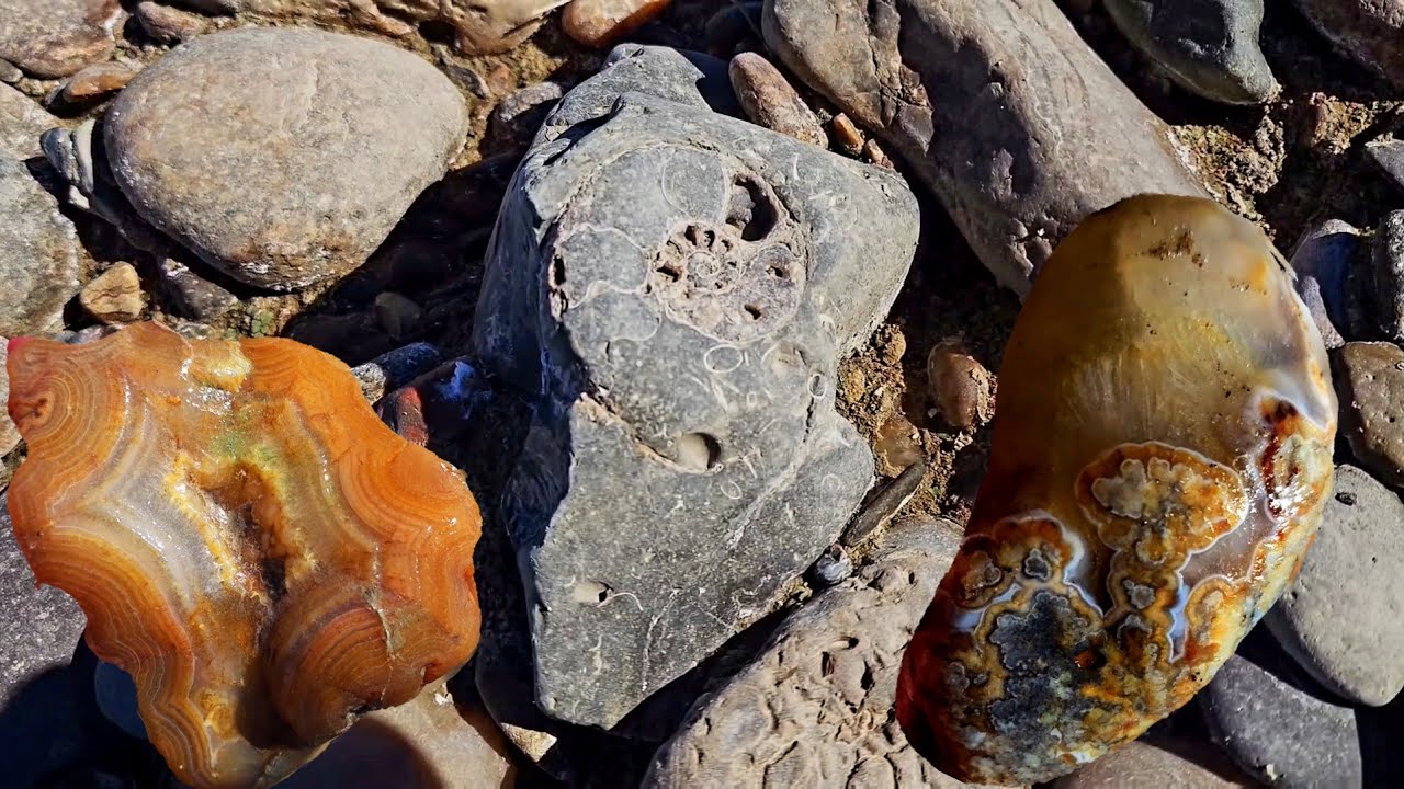 Первоклассная коллекция агатов, яшмы и морских окаменелостей #rockhounding
