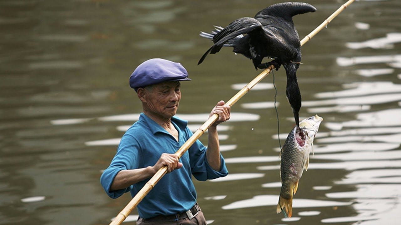 Tradisi Unik Memancing Dengan Bantuan Burung Kormoran