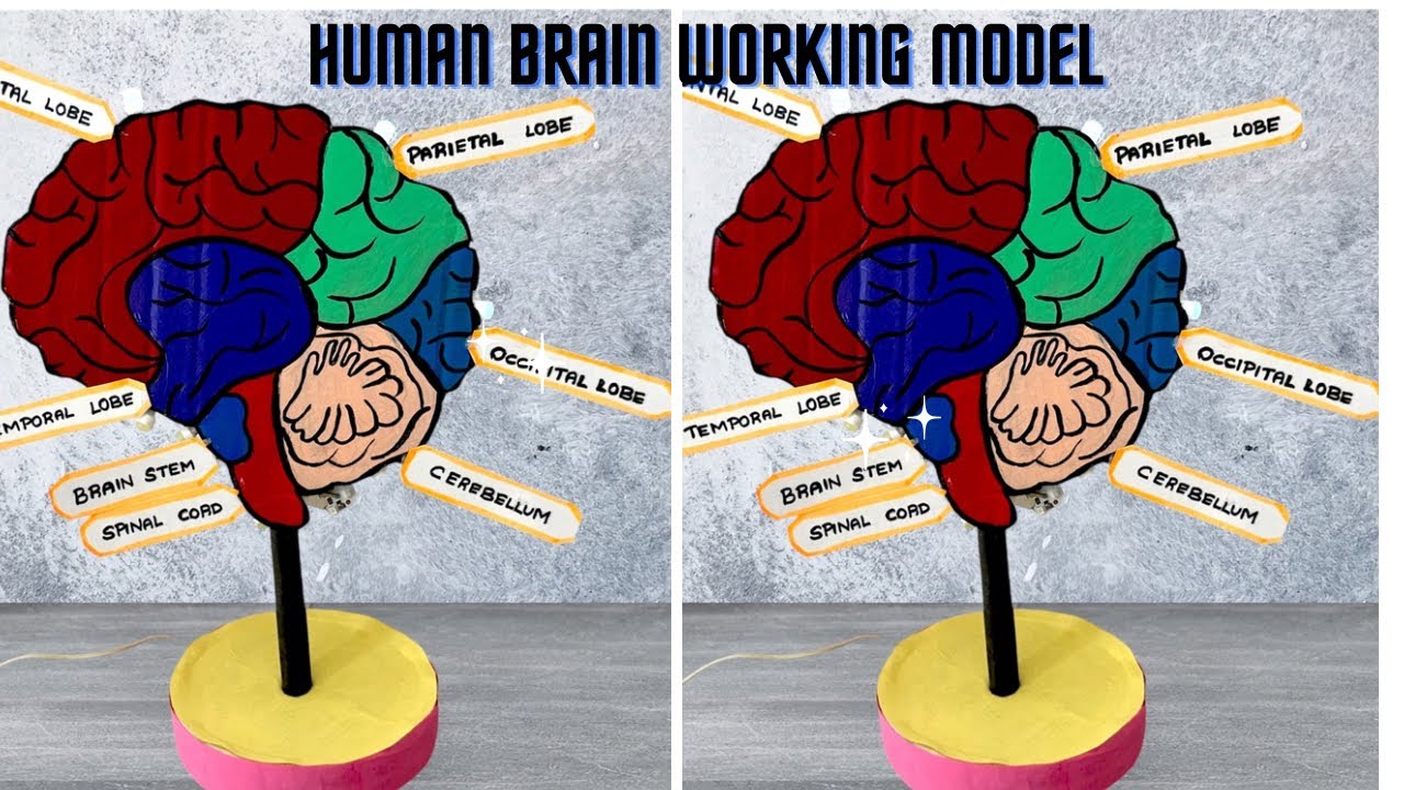 Human Brain working Model with cardboard and LED lighting / DIY biology project / Brain model