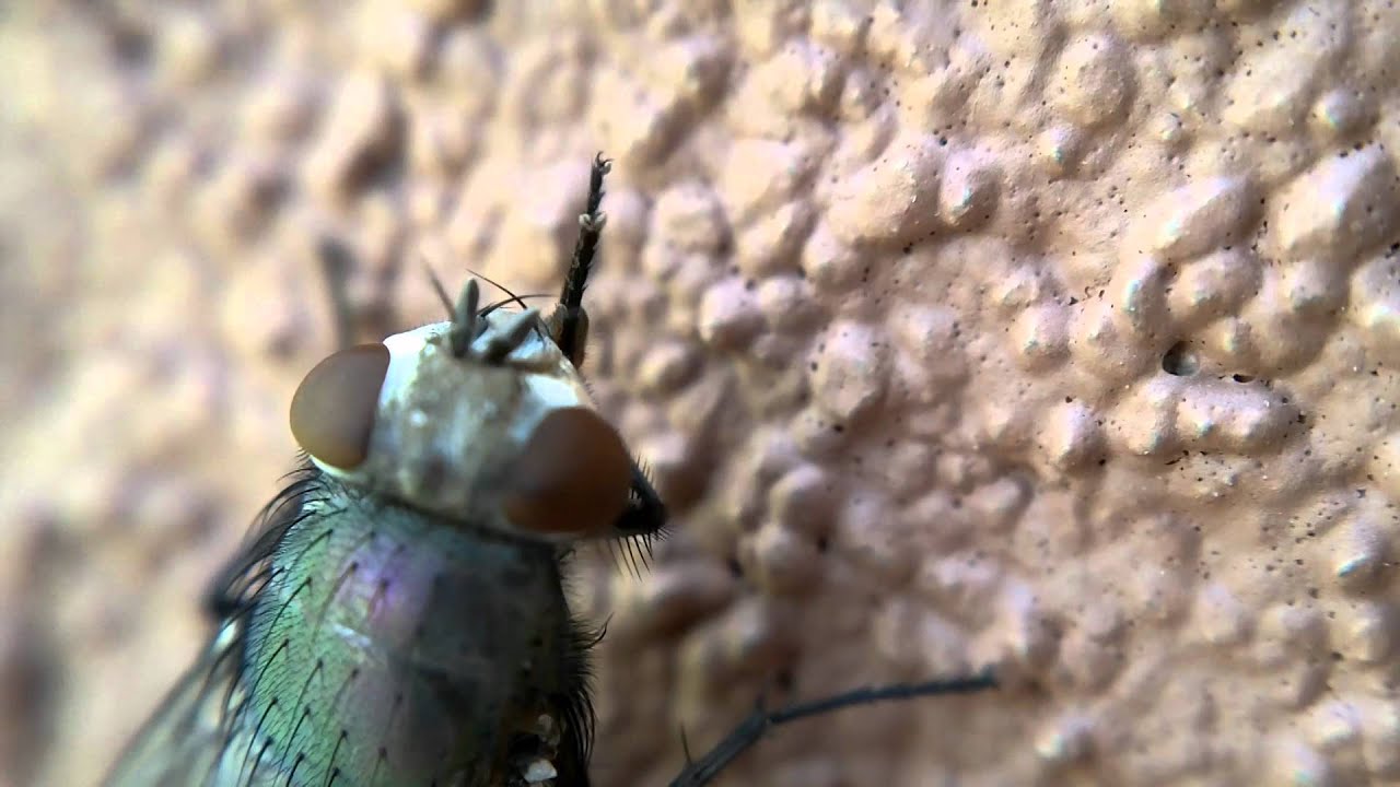 Testing my new macro lens on a fly and a snail.