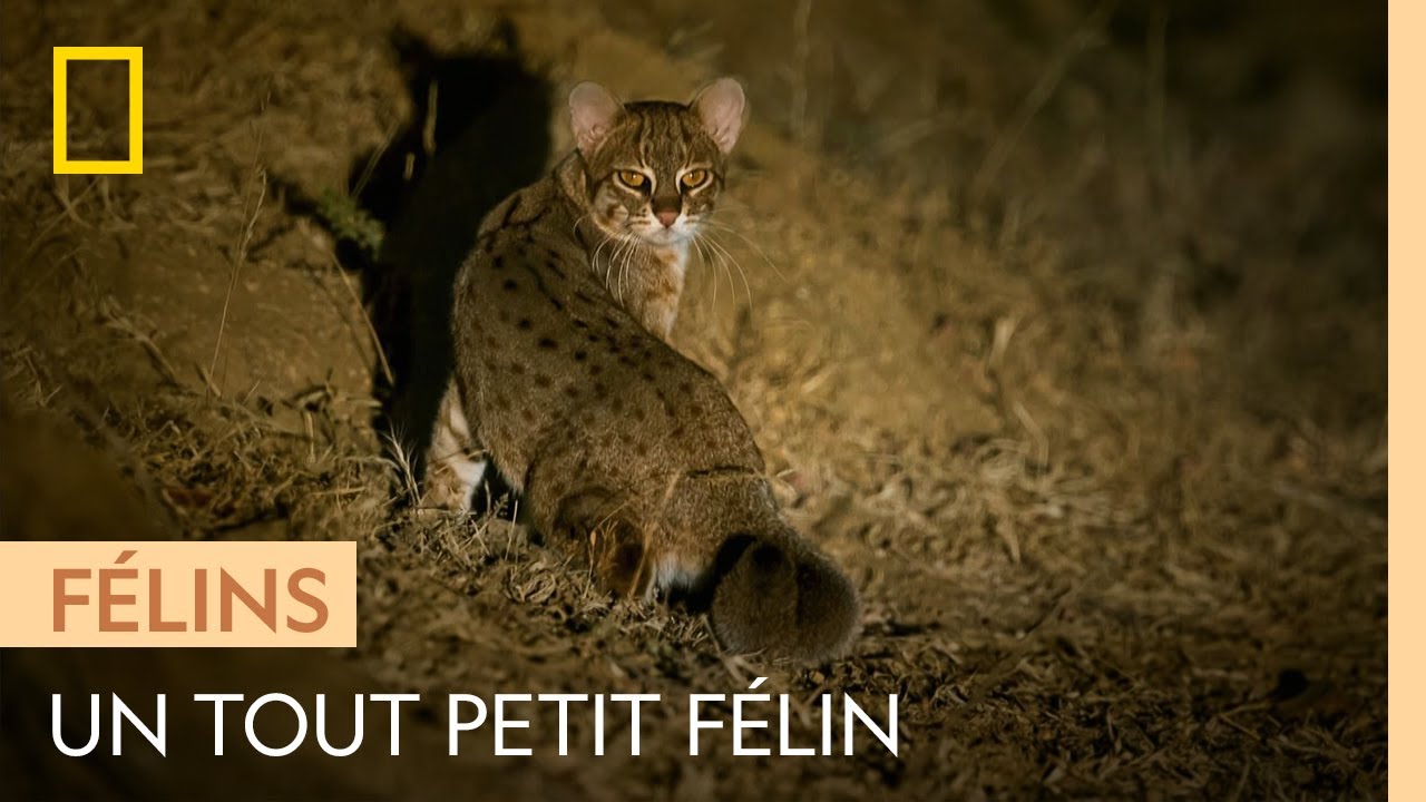 40 cm de long : le chat rubigineux, l'un des plus petits félins au monde
