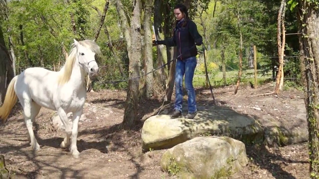 Travail du cheval peureux en main.