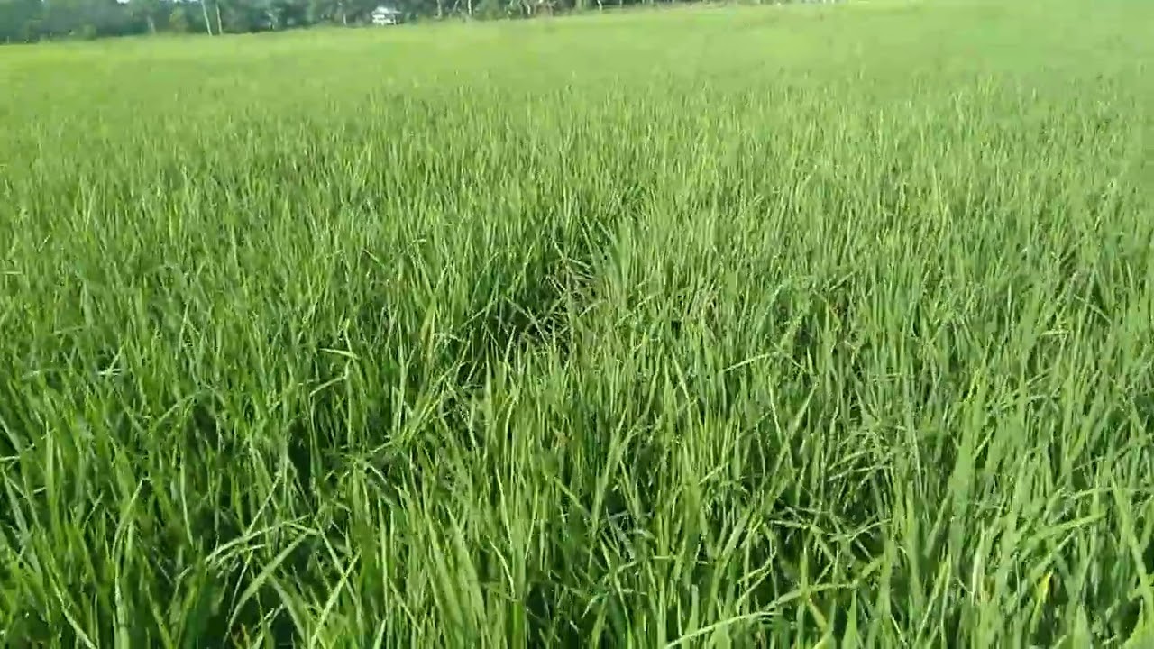 Suasana di pagi hari
