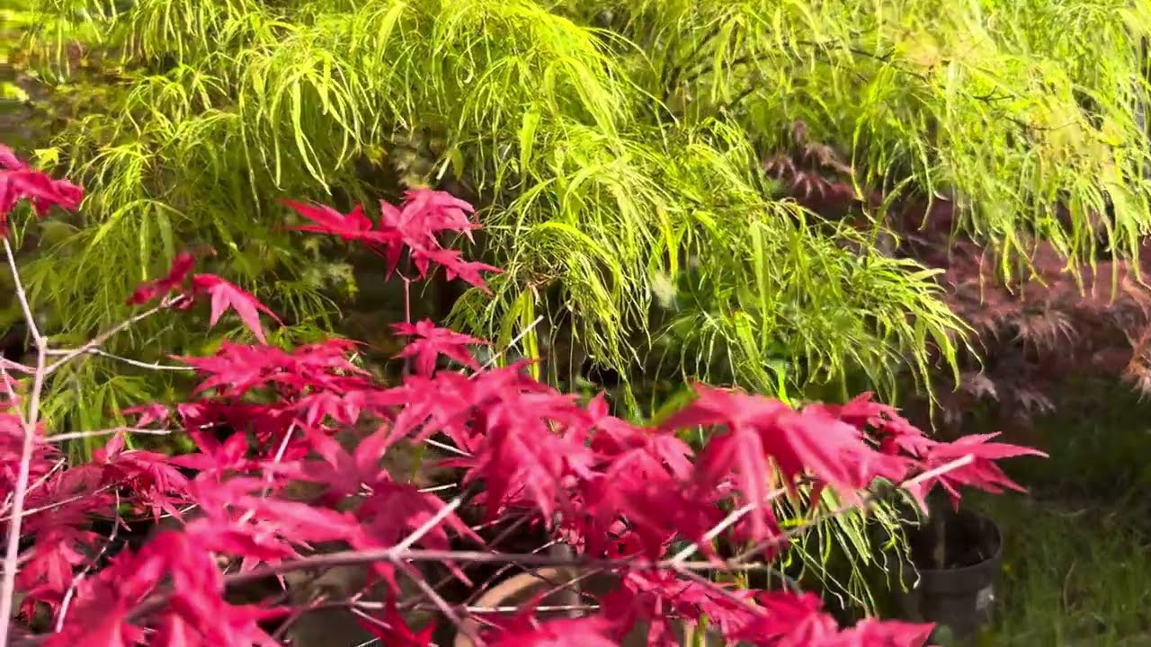A walkthrough to my Japanese Acer garden: Koto no Ito