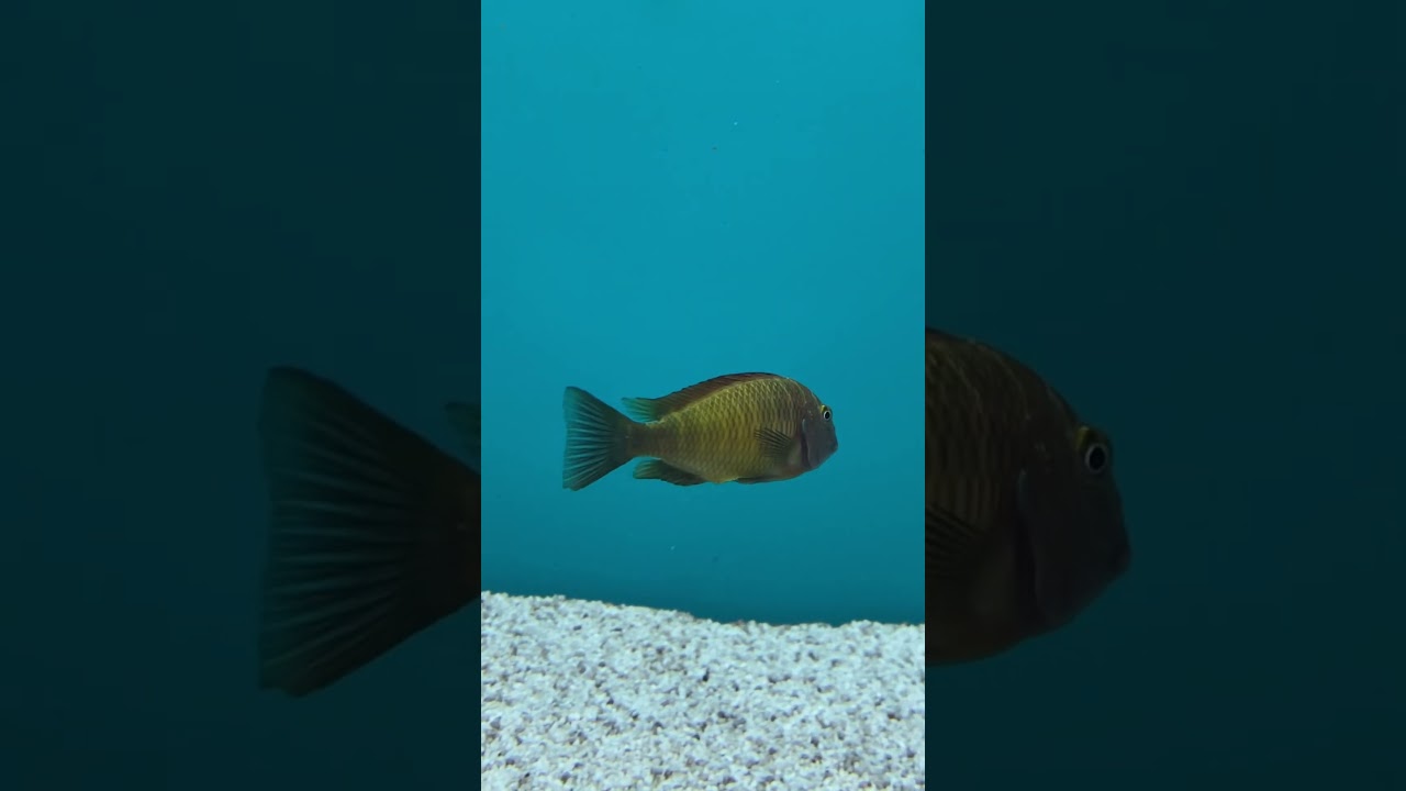 İlangi yellow tropheus #aquarium #fishing #cichlid #tropheus #fishtank #aquariumfish #aquascape