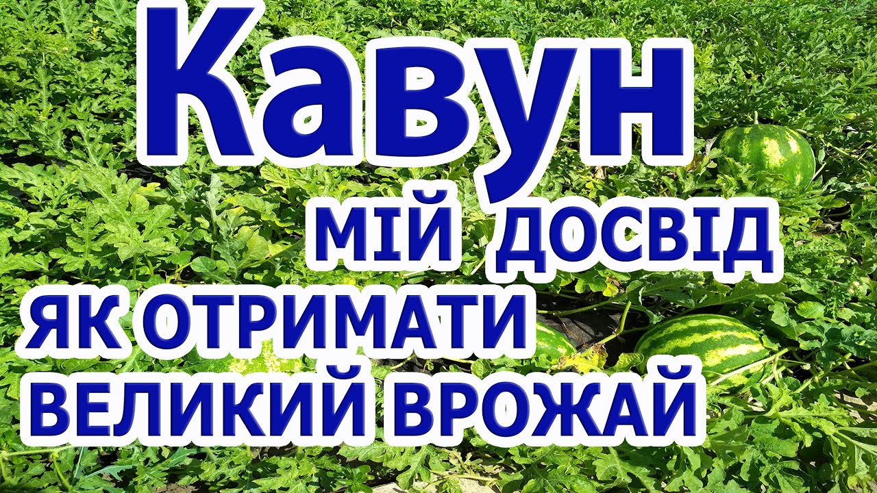 КАВУНИ: від посіву до збору.Невелика площа, відкритий ґрунт. Мій досвід вирощування - одразу про все