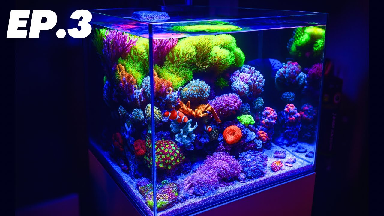 Increíble Evolución del Nano Acuario en 7 Meses!!