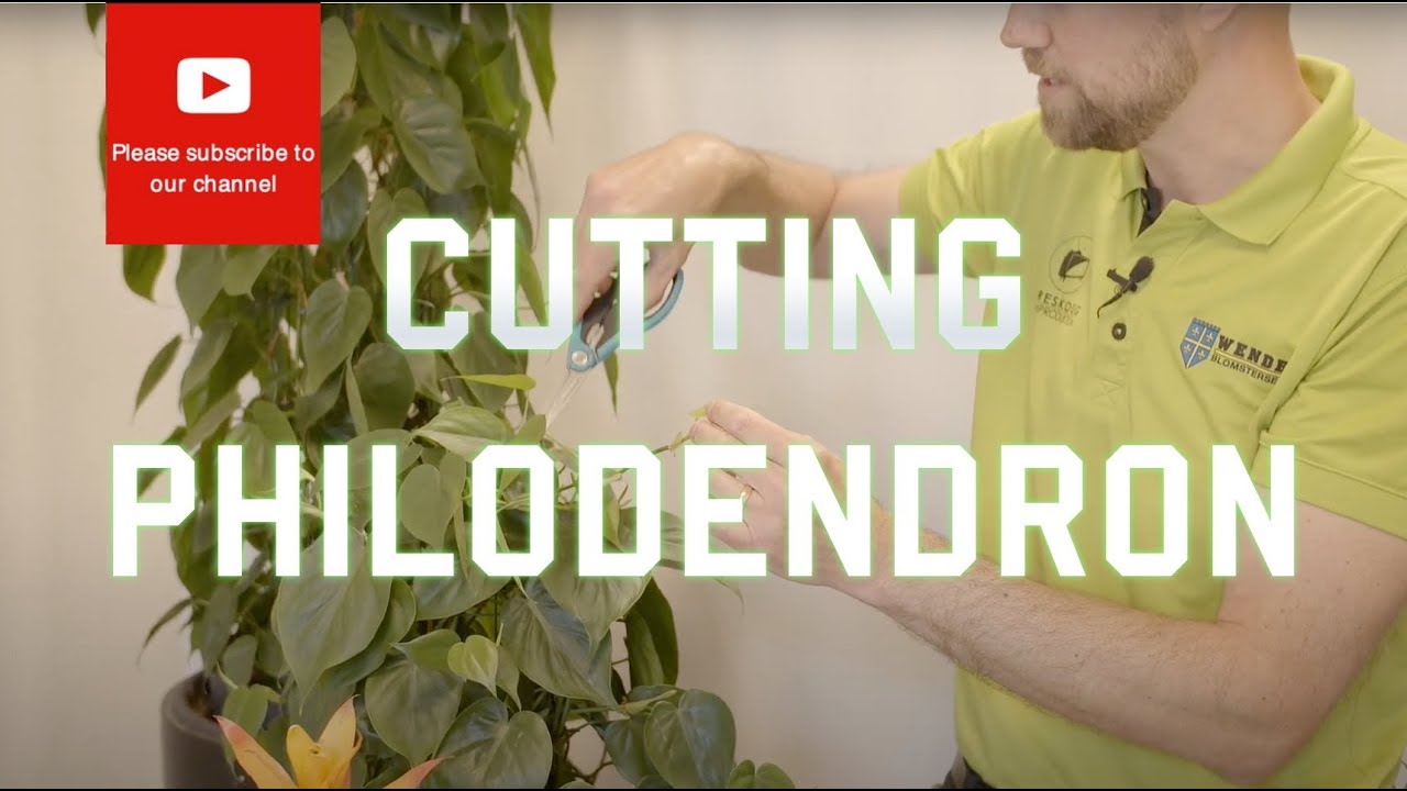 Cutting from a Philodendron scandens hederaceum Heart Leaf