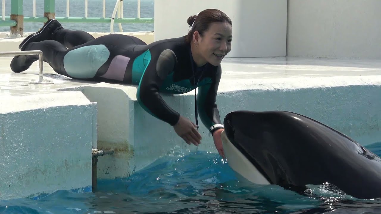 The World's Most Dangerous Game - Killer Whale Trainers