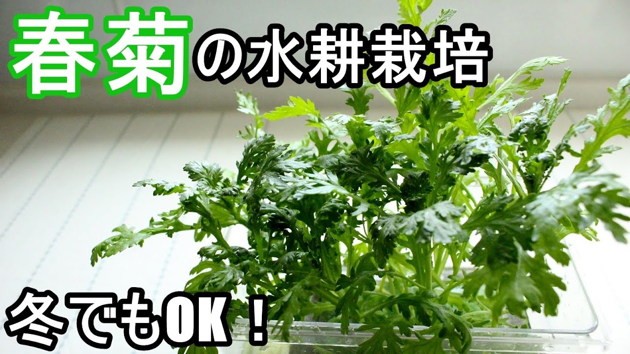 冬でも簡単に育つよ！！浮島式で春菊の水耕栽培