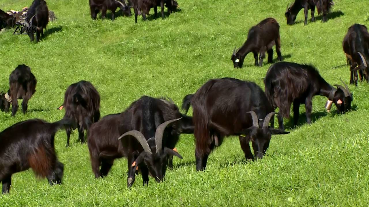 90 segundos com a raça caprina Serrana