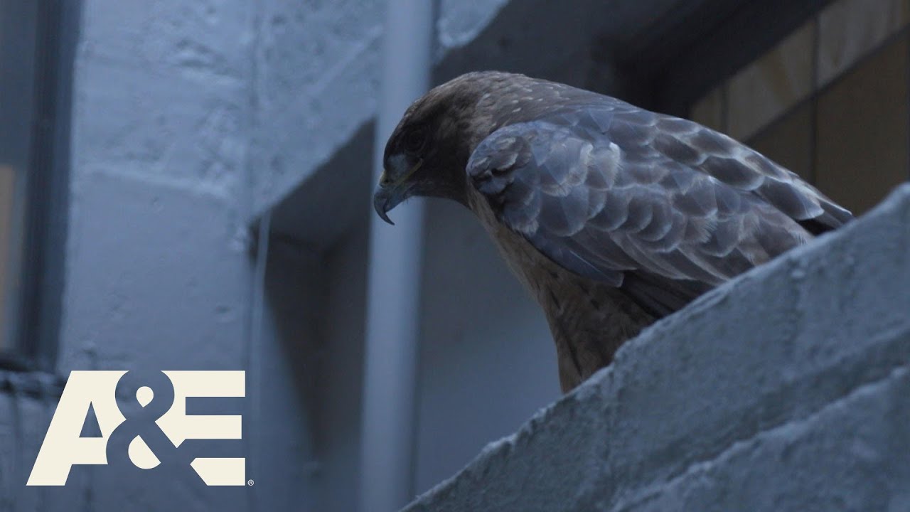 Live Rescue: Big HAWK Stuck In Netting (Season 3) | A&E