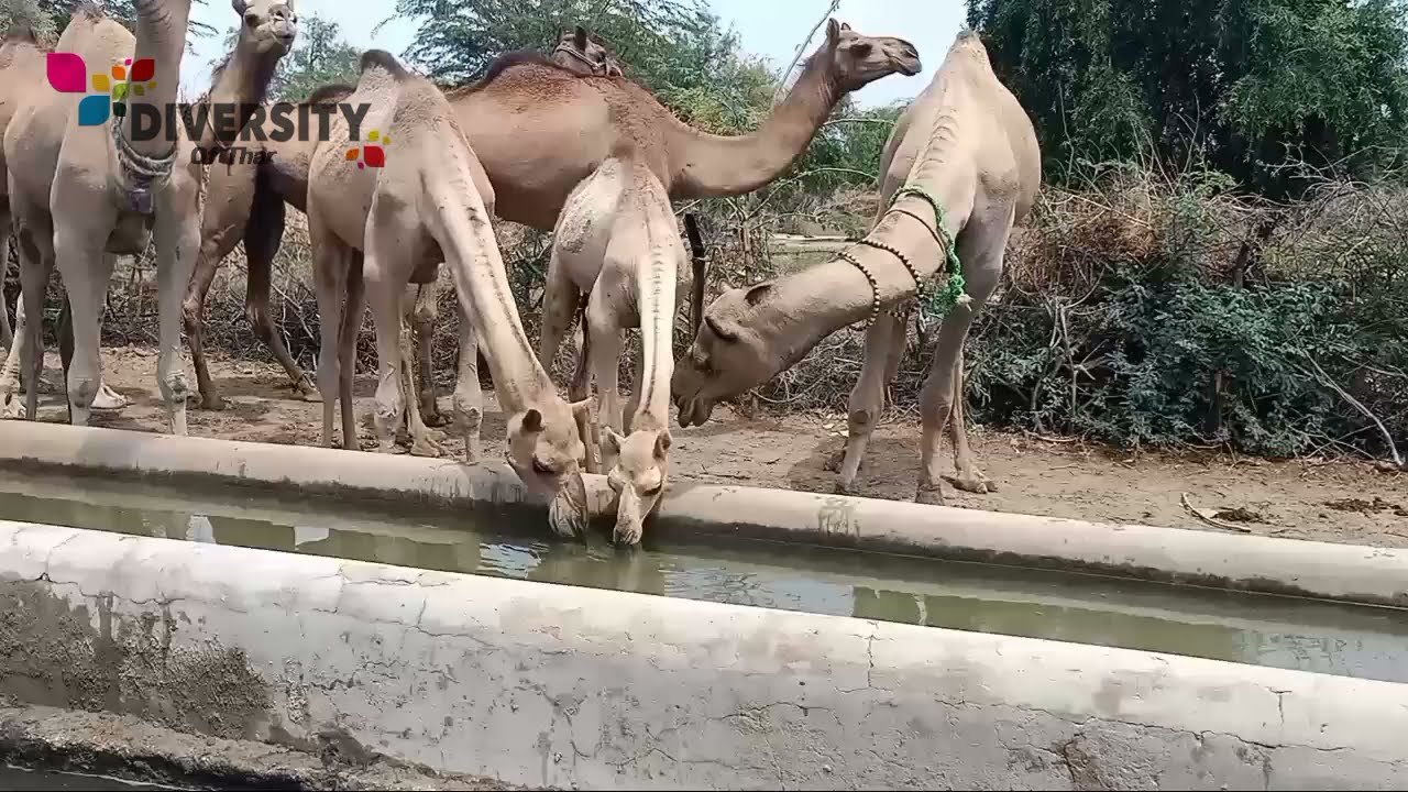 Thirsty camels at water pond || Camels in sand dunes || Water in desert