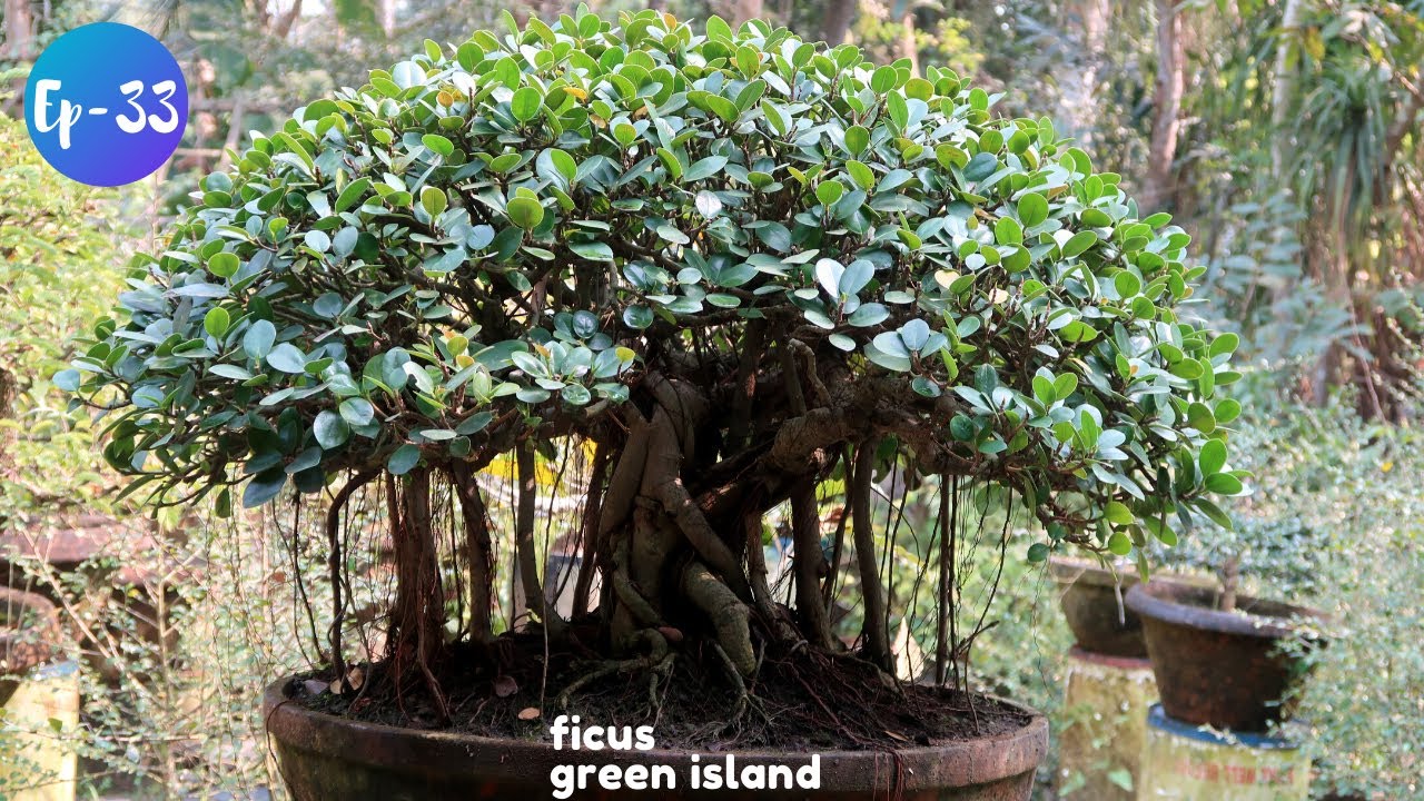 Chinese Banyan Bonsai Style | Ficus Green Island