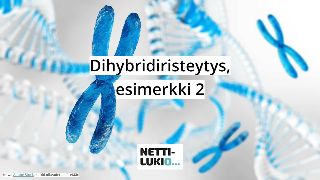 Biologia: Dihybridiristeytys, esimerkki 2 (lukio)