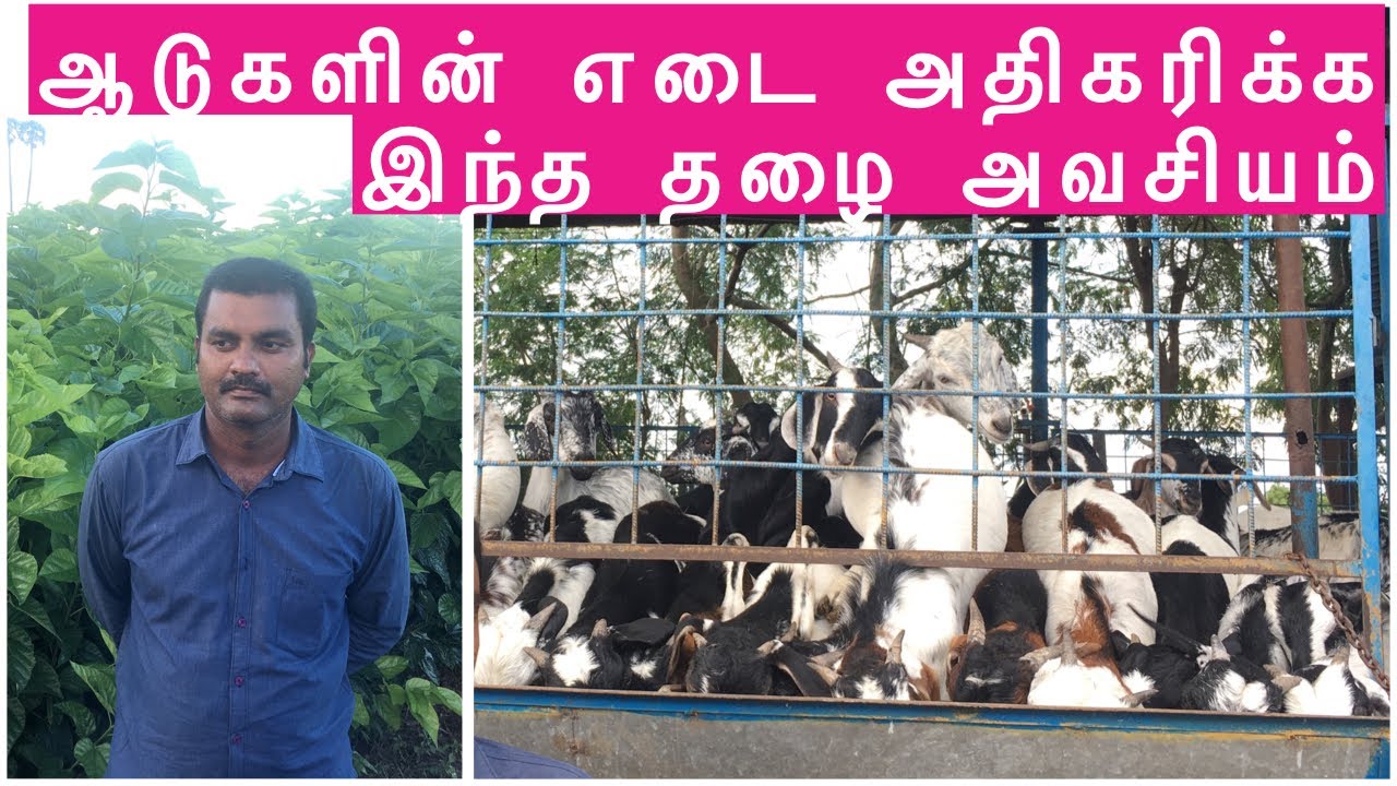 ஆடுகளின் எடை அதிகரிக்க இந்த தழை அவசியம் | Increase Goat weight