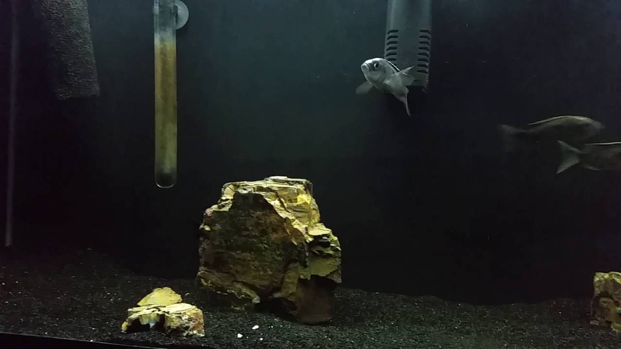 Wild caught copadichromis ivory head mloto