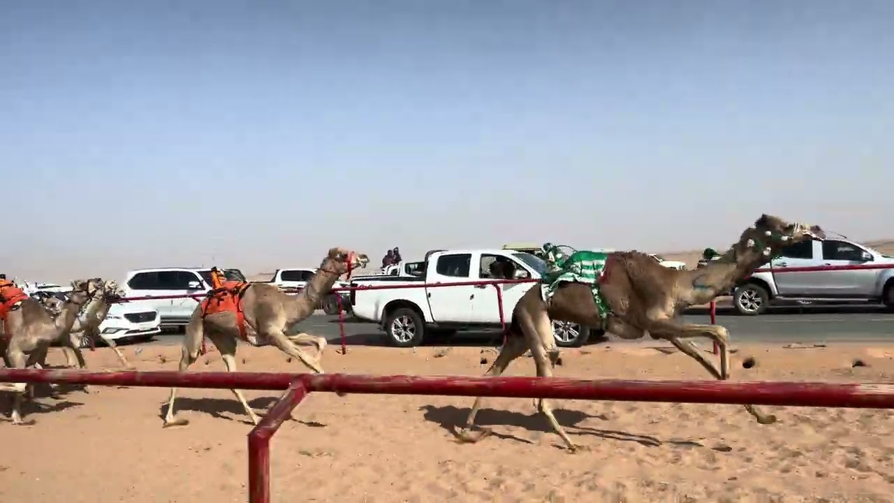 ش 1 رئيسي بكار مفاريد حضور ل سليم ثاني البلوي 