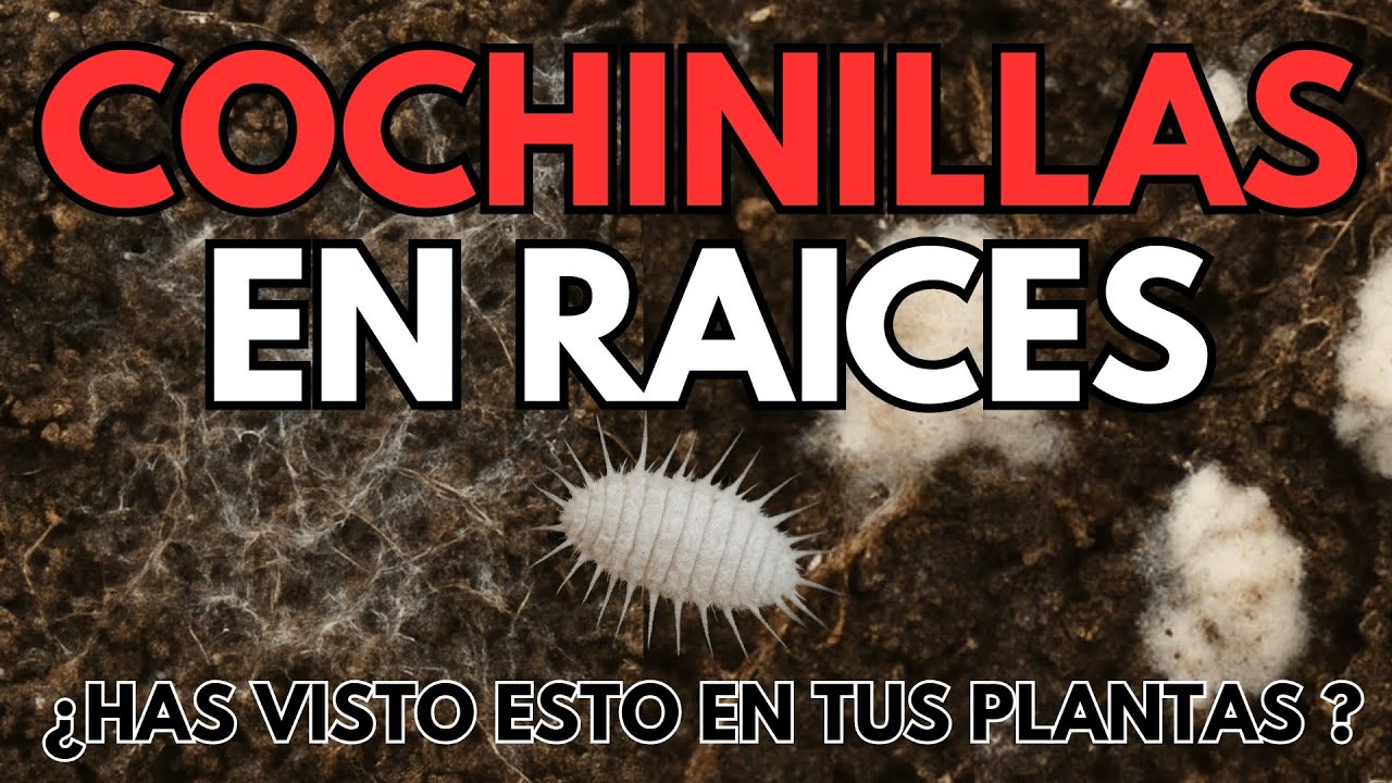 ¿COCHINILLA EN LAS RAÍCES? ¡NO TE CONFUNDAS!