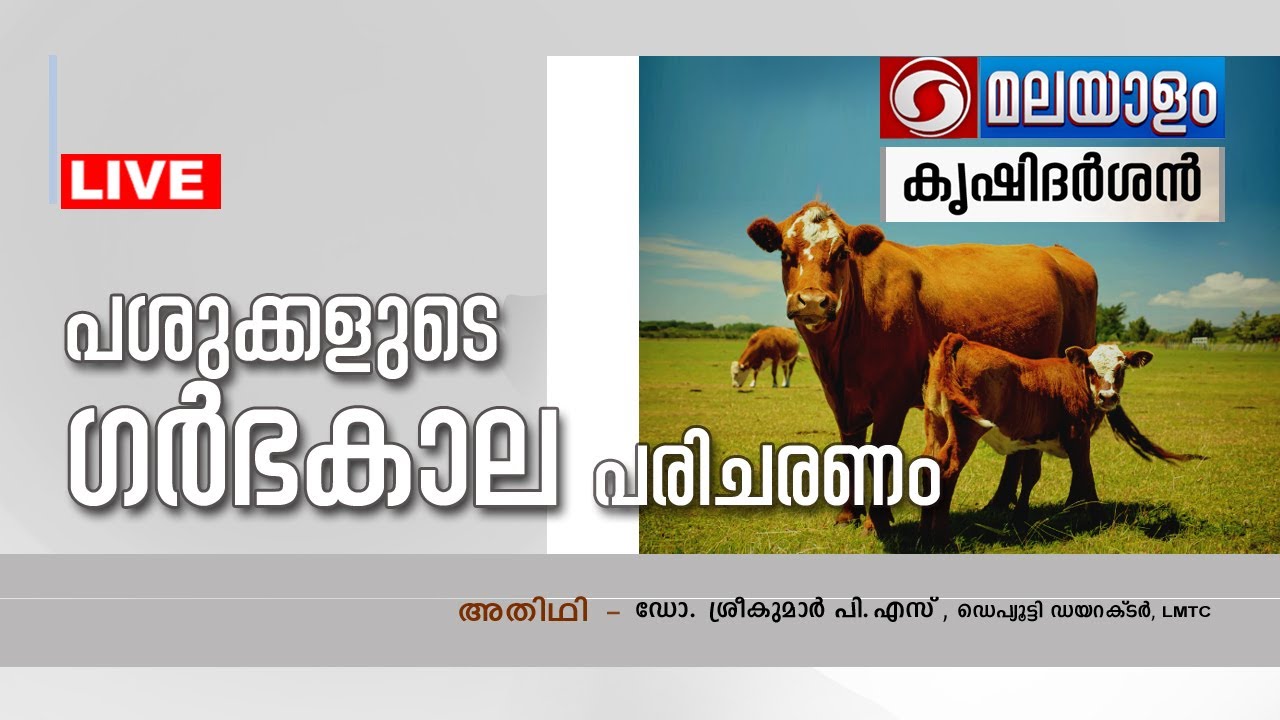 പശുക്കളുടെ ഗർഭകാല പരിചരണം  || KRISHIDARSHAN LIVE PHONE -IN | 02-06-2023 |ഡോ : ശ്രീകുമാർ പി .എസ് .