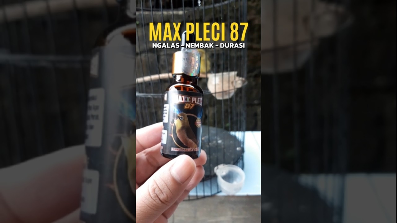 Doping pleci dosis tinggi #maxxpleci #dextro87 #dextro