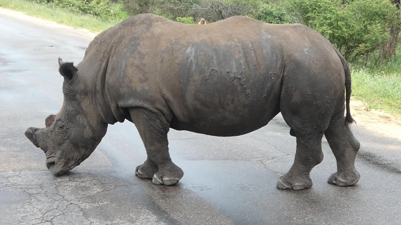 Kruger National Park -  Big 5 - Rhino Sighting
