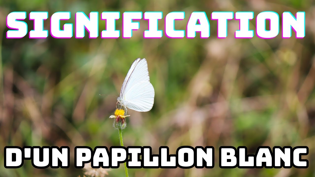 ✅ Décrypter la symbolique du papillon blanc : une surprise qui va vous étonner ! 💜