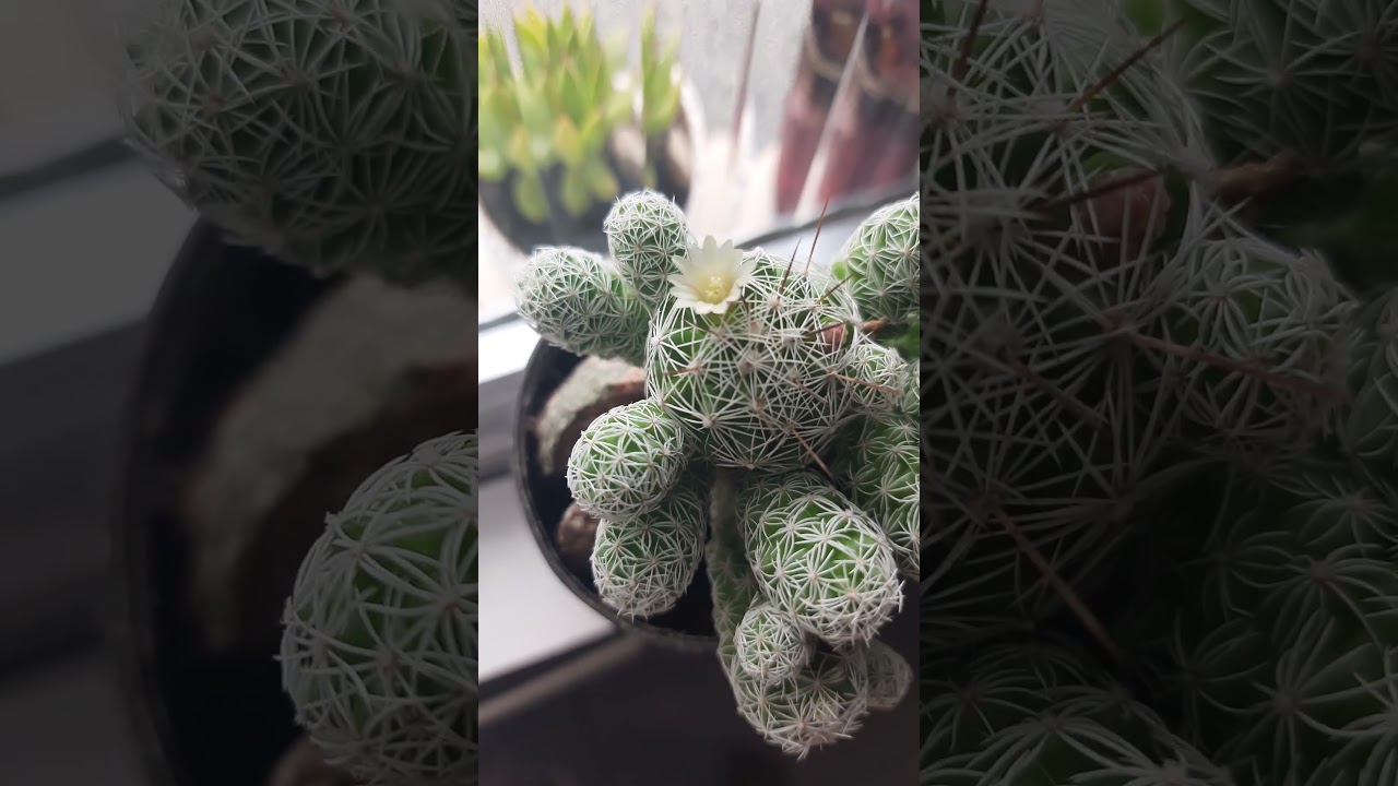 Mammillaria vetula subsp. gracilis, Thimble Cactus adora sol direto #cactus