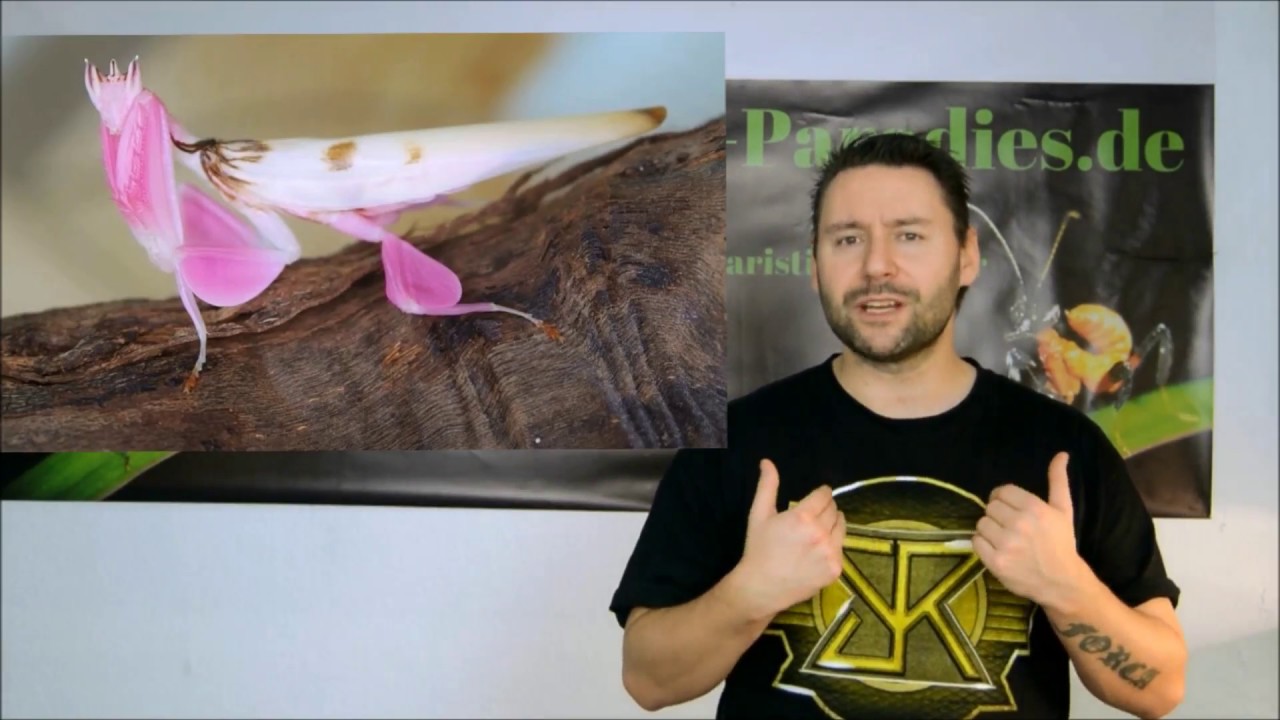 Meine Top5 Gottesanbeterinnen