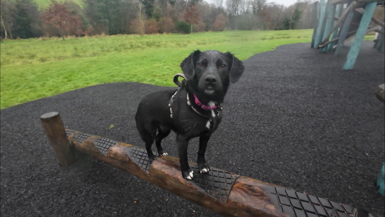 Our First Walk in 2025 - Ness Country Park, County Londonderry 1st January 2025