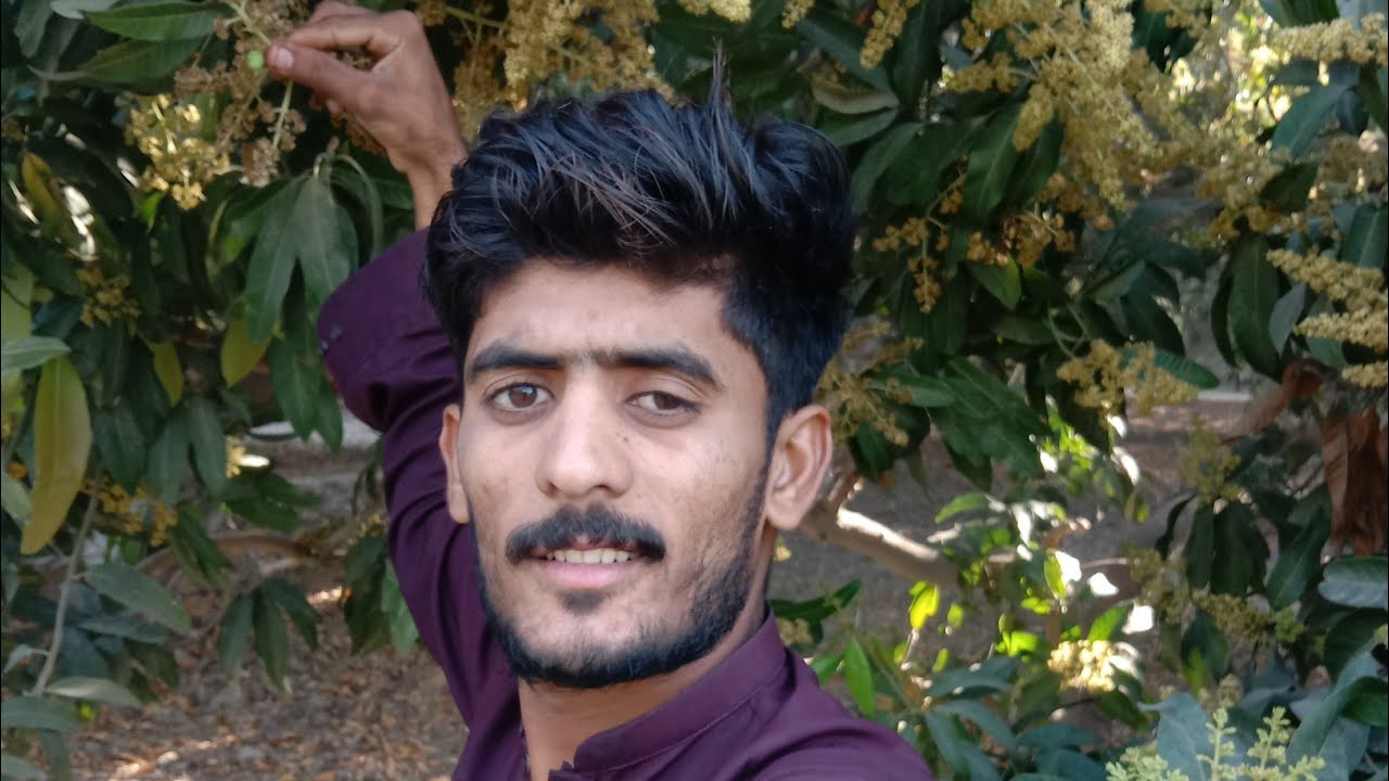 Aaj main aam result karvaya 