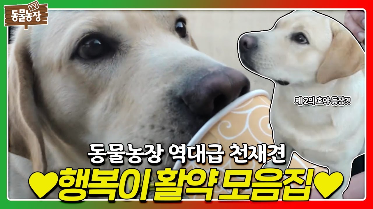 [SUB] 호야를 뛰어넘는 천재견 등장?! 물건 230개를 구분하는 ‘천재견 행복이’ 활약 모음👍 #TV동물농장 #AnimalFarm #SBSstory