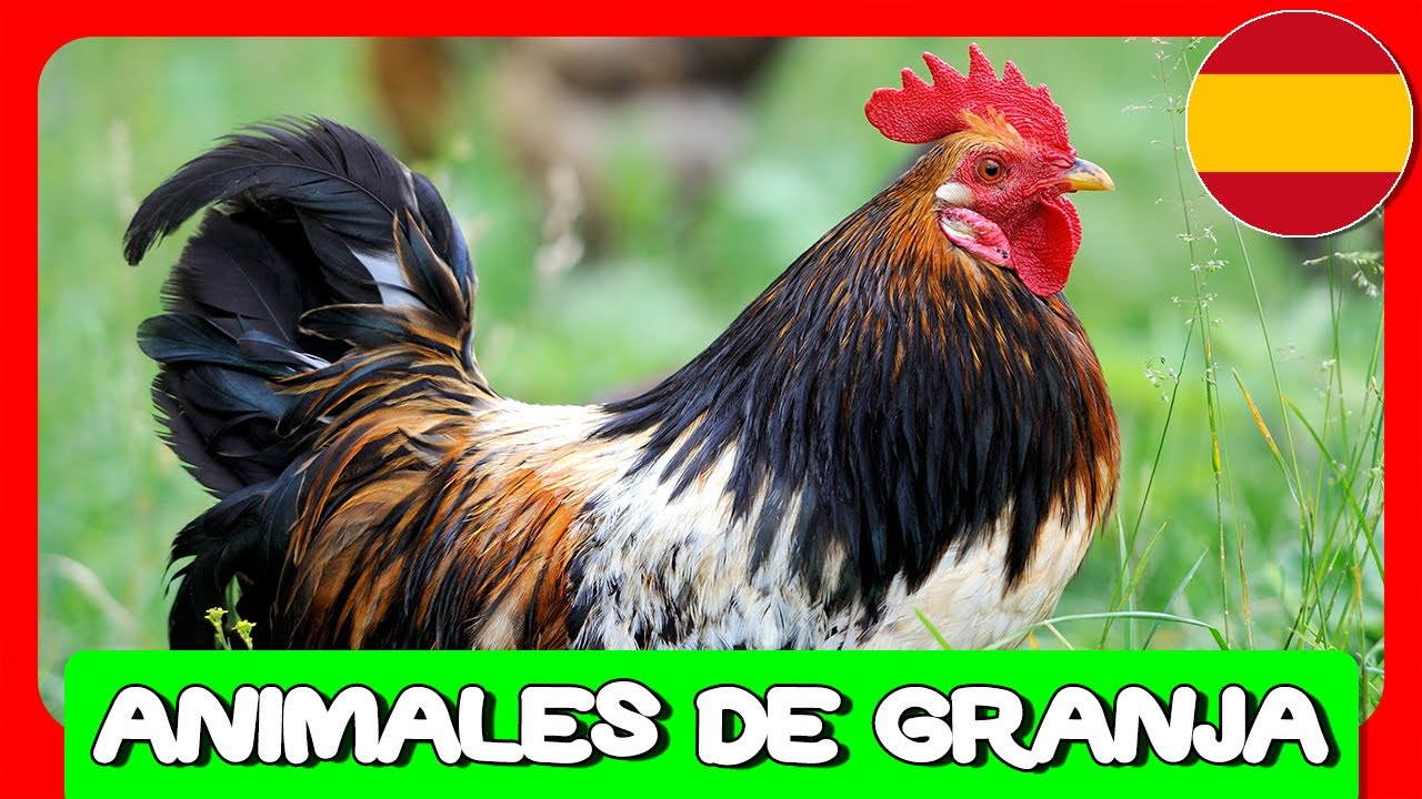 Descubre la Granja con SONIDOS Y NOMBRES 🐷🐮🐇🐥 Aprende sobre Animales para Bebés y Niños