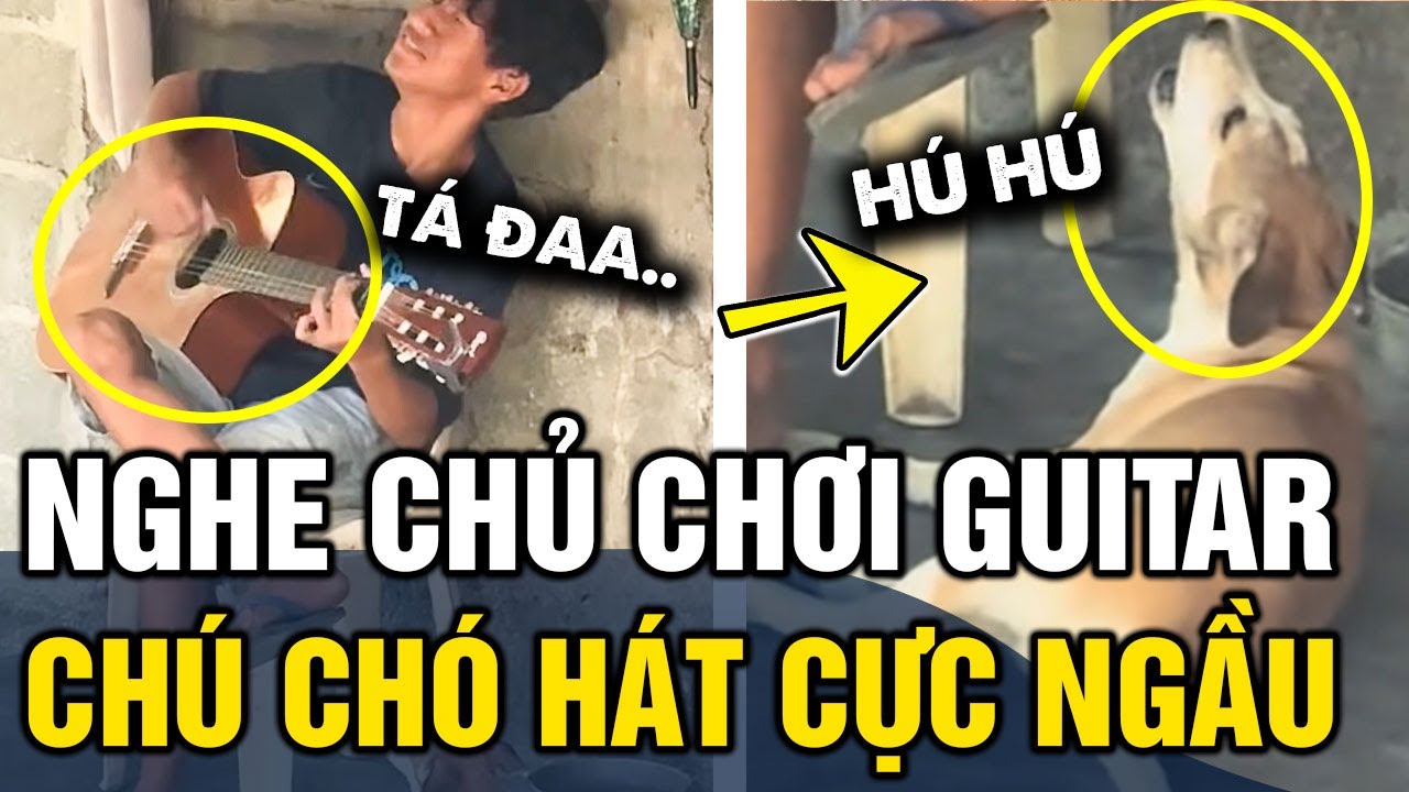 Nằm nghe cậu chủ 'CHƠI GUITAR', chú chó BẮT NHỊP HÁT cực ngầu khiến dân mạng CƯỜI XỈU | Tin 3 Phút
