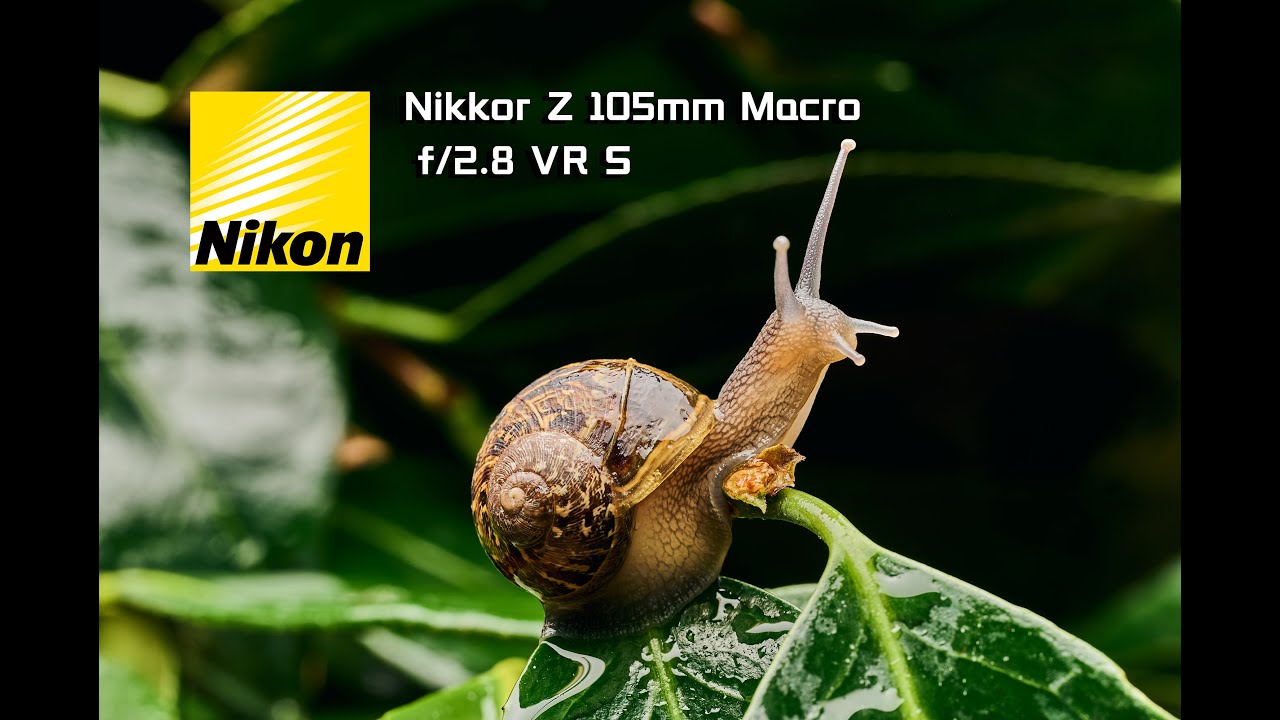[人类高质量微距镜头]尼康Nikkon Z 105mm Macro f/2.8 VR S上手体验
