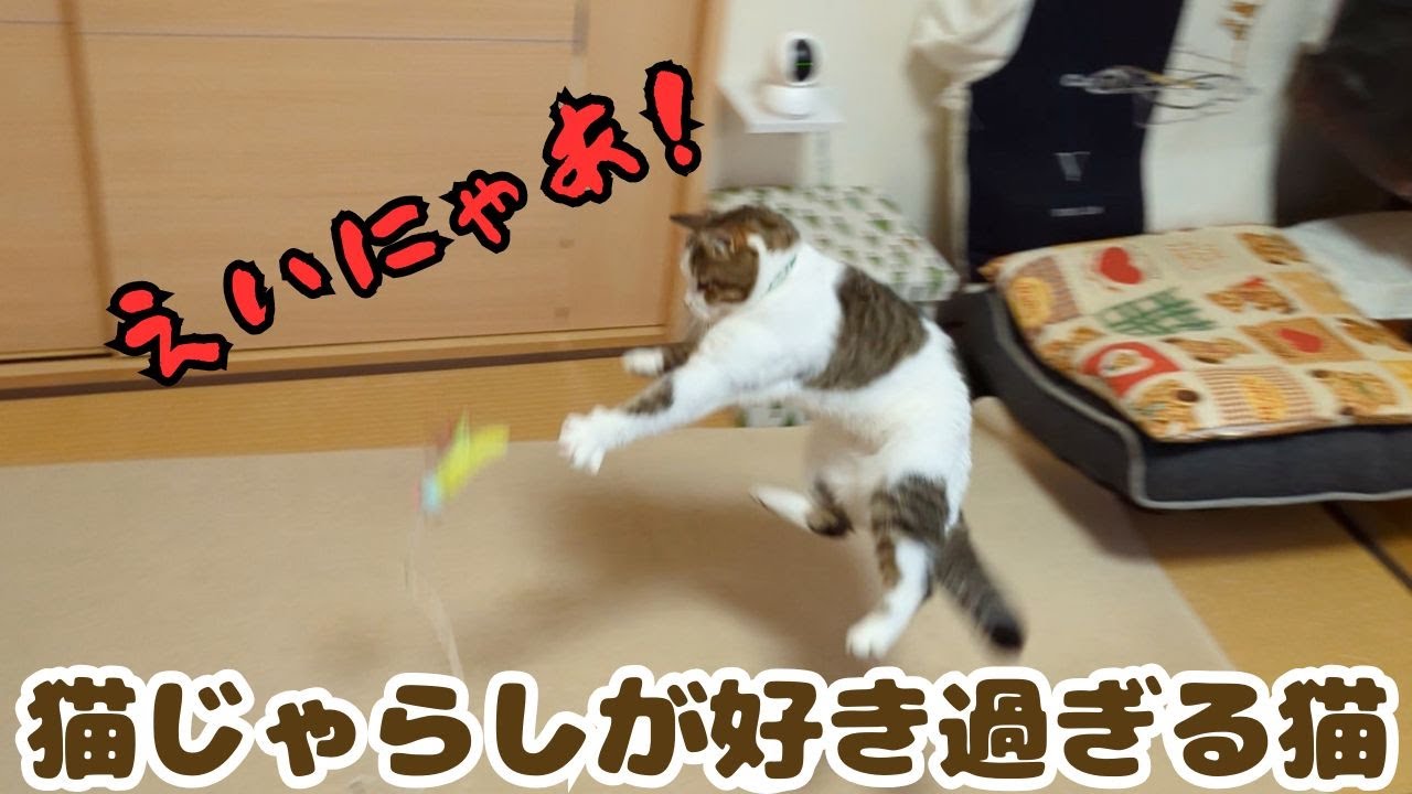 猫じゃらしが好き過ぎる猫